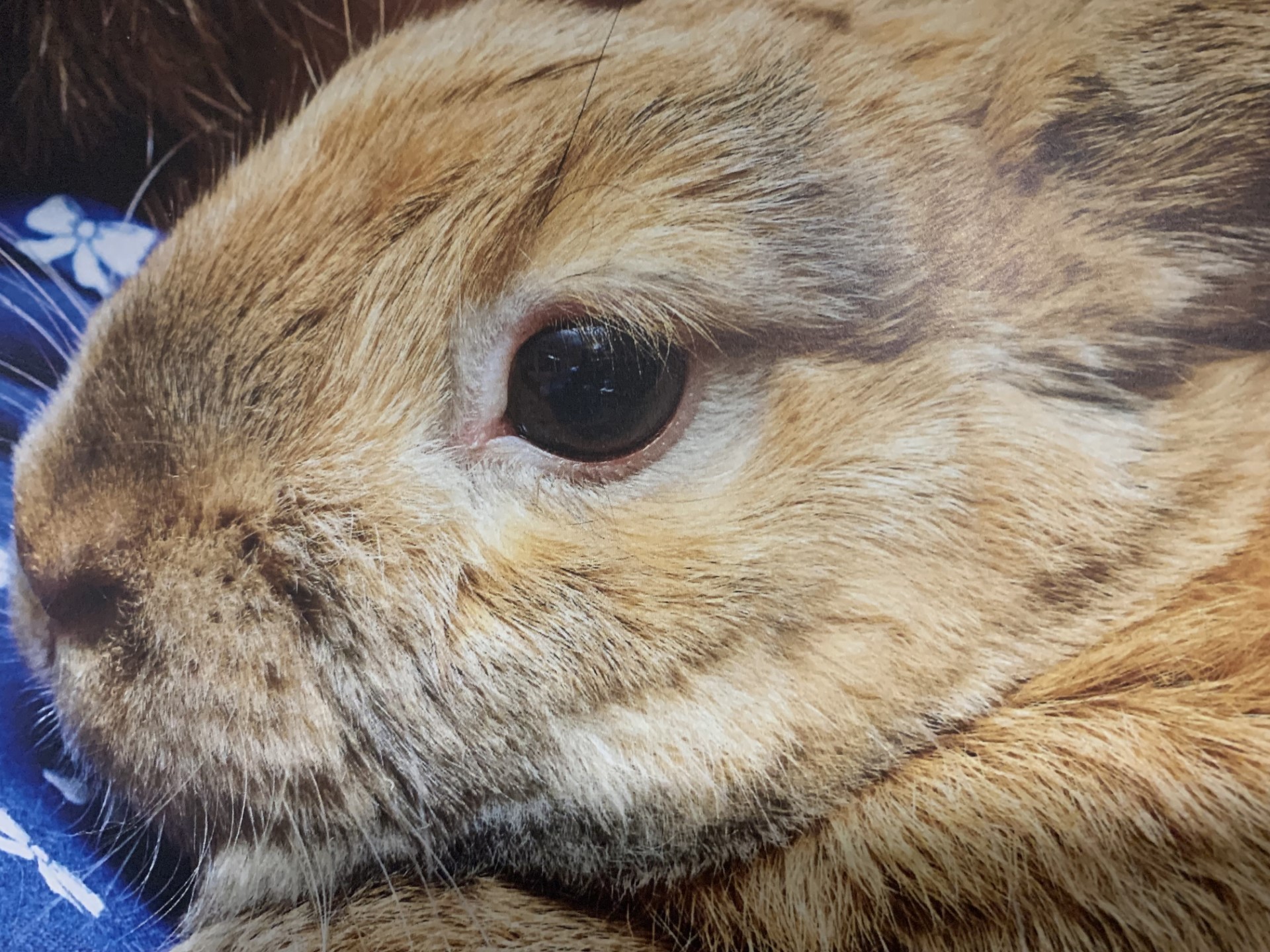 The face of a rabbit