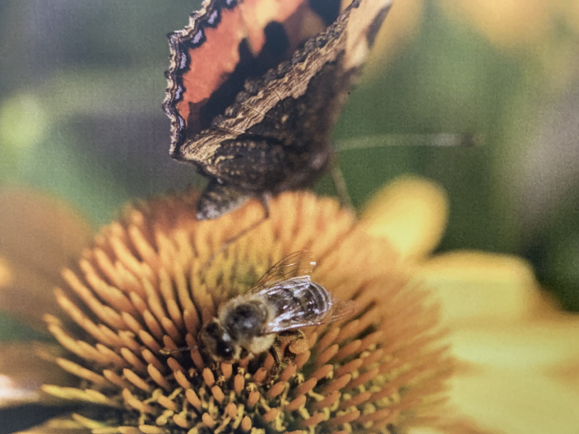 A yellow flower with a bee and butterfly in the center